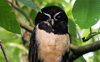 Spectacled Owl