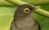 Spectacled Thrush