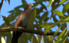 Squirrel Cuckoo