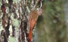 Streak-headed Woodcreeper 