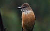 Streak-throated Bush-Tyrant 