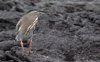 Striated Heron