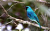 Swallow Tanager