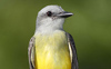 Tropical Kingbird