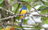 Violaceous Trogon 