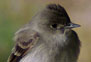 Western Wood-Pewee   