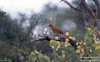 White lined Tanager