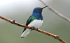 White-necked Jacobin