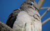 White-tipped Dove