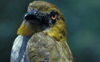 Yellow-throated Bush Tanager