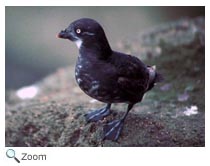 Least Auklet