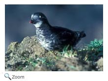 Least Auklet