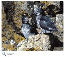 Least Auklet