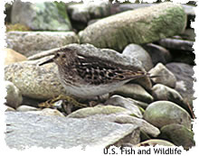least sandpiper