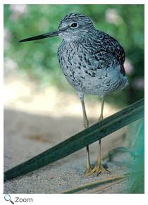 Lesser Yellowlegs