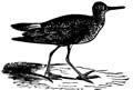 Lesser Yellowlegs