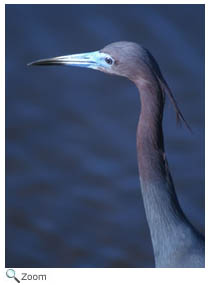 Little Blue Heron