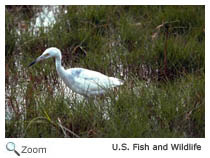 Little Blue Heron