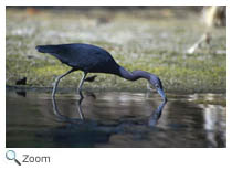 Little Blue Heron