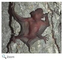 Little Brown Bat Baby
