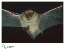 Little Brown Bat