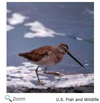 Long-billed Dowitcher