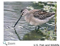 Long-billed Dowitcher