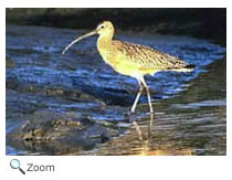 Long-billed Curlew