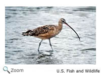 Long-billed Curlew