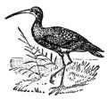 Long billed Curlew
