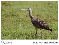 Long-billed Curlew