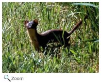 long-tailed weasel