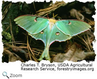 luna moth