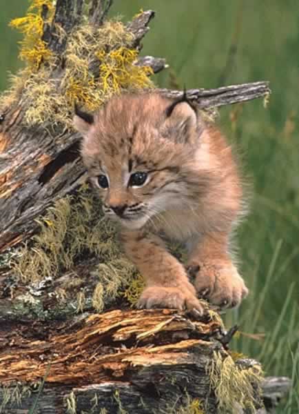 Canada Lynx - Lynx canadensis | Wildlife Journal Junior