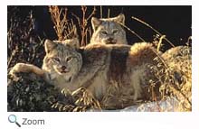 Lynx