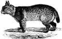 Bobcat