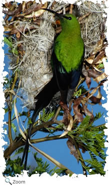 Malachite Sunbird