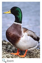 Mallard