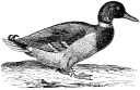 mallard