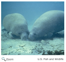 Manatee