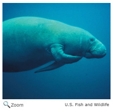 Manatee