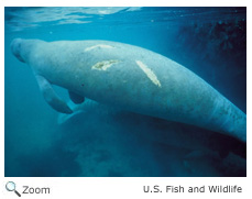 Manatee