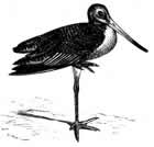 Marbled Godwit