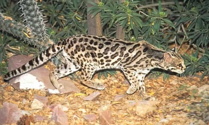 Margay - Leopardus Wiedii 