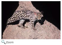 Margay