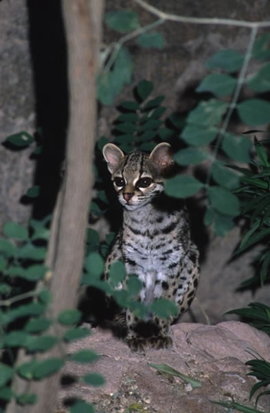 Margay Eating