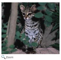 Margay