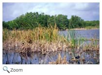 Marsh