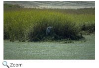 Marsh