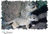 Mexican Ground Squirrel